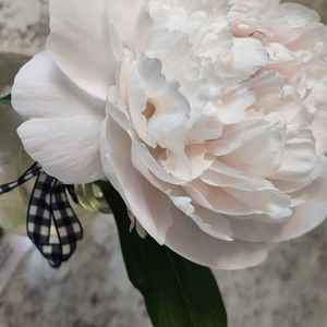 Meet your Posher, Elise